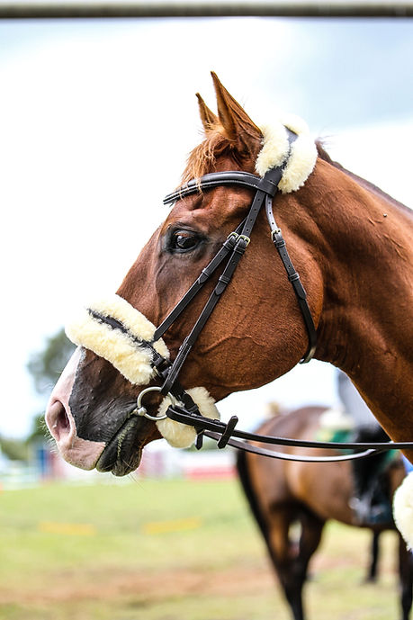 New Sheepskin Bridle